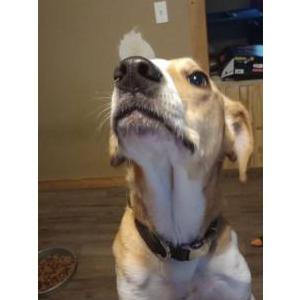 Image of Lotarra, Lost Dog