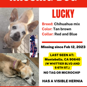 Lost Dog LUCKY