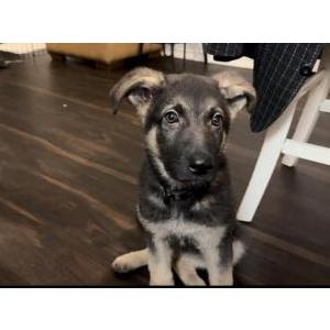 Lost Dog Xander