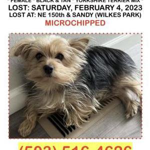 Lost Dog Mia