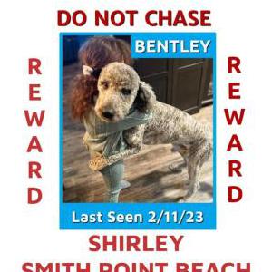 Lost Dog Bentley