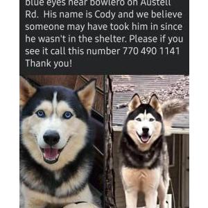 Lost Dog Cody