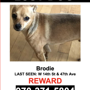Lost Dog Brodie