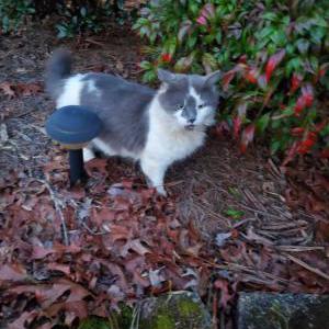 Image of Unknown, Found Cat