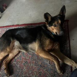 Image of unknown, Found Dog