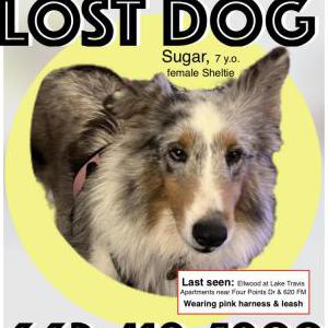 Lost Dog Sugar