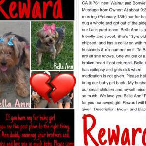 Lost Dog Bella Ann