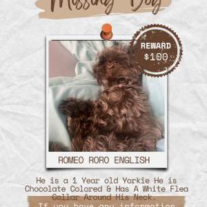 Image of romeo, Lost Dog