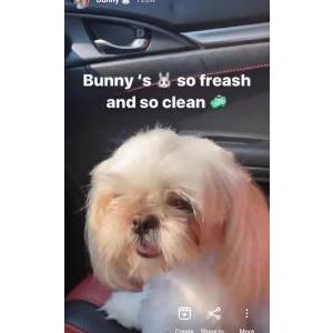 Lost Dog Bunny