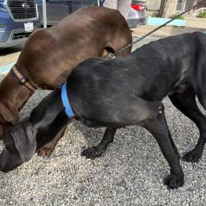 Found Dog Weimaraner Males