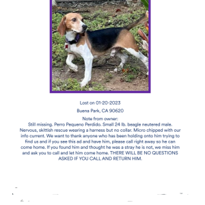 Lost Dog Small beagle