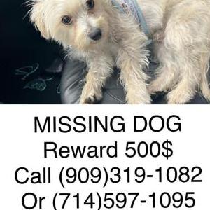 Lost Dog Milo