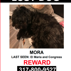 Lost Dog Mora