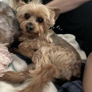 Lost Dog Tiffany