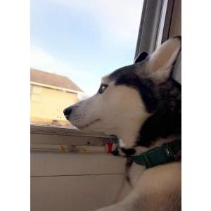 Lost Dog Prince