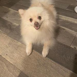 Image of Pingpong, Lost Dog