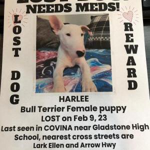 Lost Dog Harlee