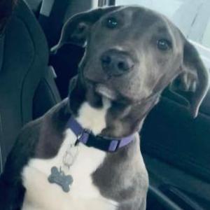 Lost Dog Blue