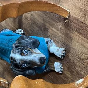 Image of Manchas, Lost Dog