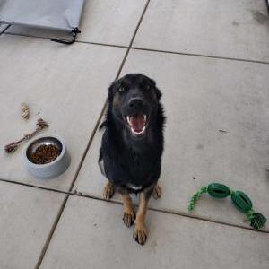 Image of Shadow, Lost Dog