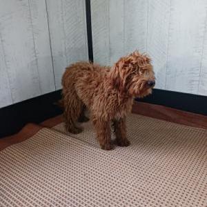 2nd Image of Ronnie, Lost Dog