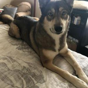 Lost Dog Luna