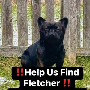 Lost Dog Fletcher