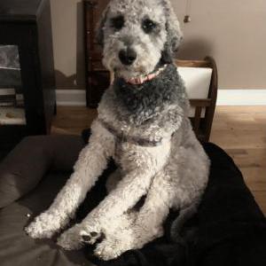 Image of Lola, Lost Dog