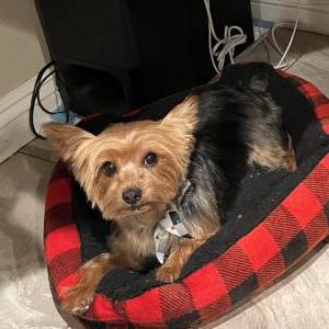 Lost Dog Pebbles