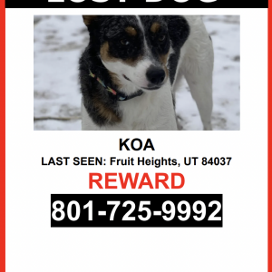 Image of Koa, Lost Dog