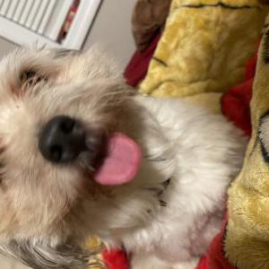 Lost Dog Prince Brown