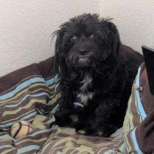 2nd Image of Plumm, Lost Dog