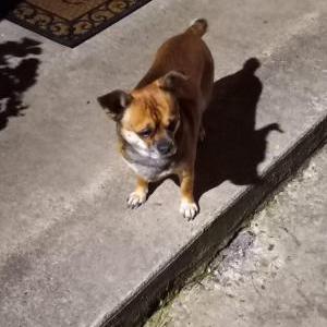 Found Dog Unknown