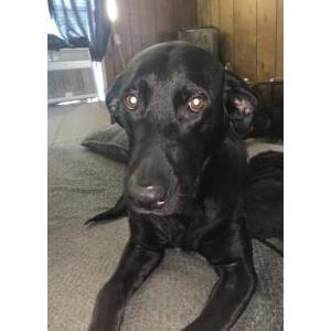 Image of Lisa, Lost Dog