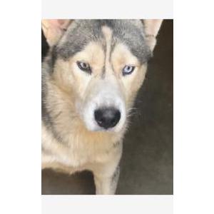 Lost Dog Unknown husky