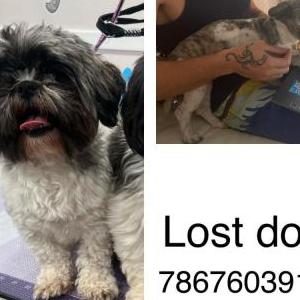 Lost Dog Chloe