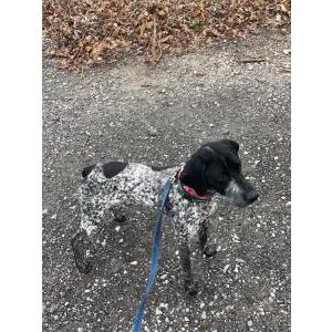 Image of Juliet, Lost Dog