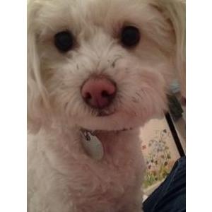 Lost Dog Chiquita