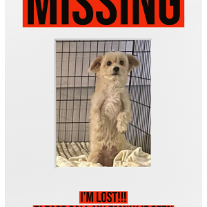 Lost Dog Bella