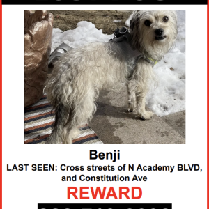 Lost Dog Benji