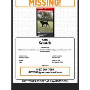 Lost Dog Scratch