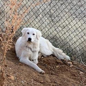 Lost Dog Kite