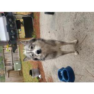 Found Dog Unknown