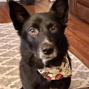Image of Katie, Lost Dog