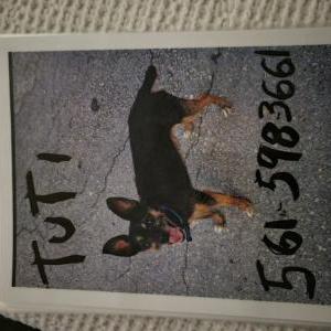 Lost Dog TUTI