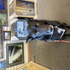 Image of Apollo, Lost Dog