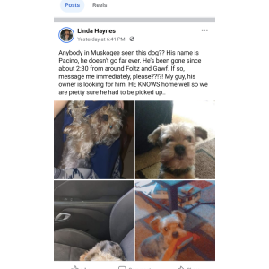 2nd Image of Pachino, Lost Dog