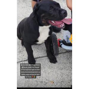 Lost Dog Onyx