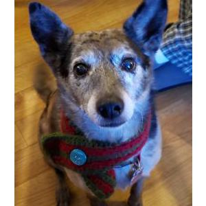 Image of Sheena, Lost Dog