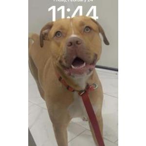 Image of Dash, Lost Dog